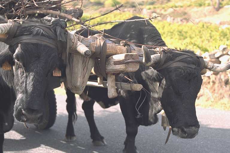 Yunta de vacas en Burgohondo