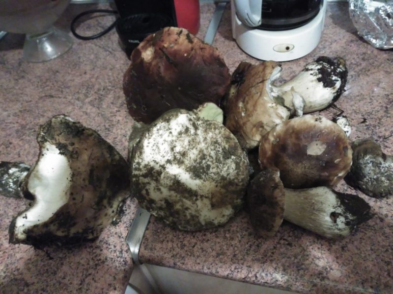 Boletus de Burgohondo