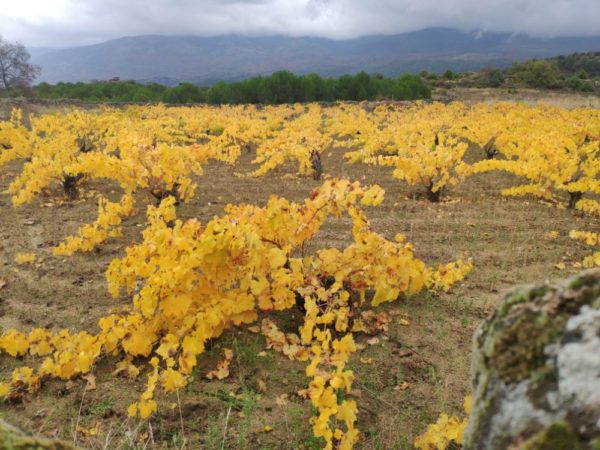 Viñedos de garnacha en Burgohondo